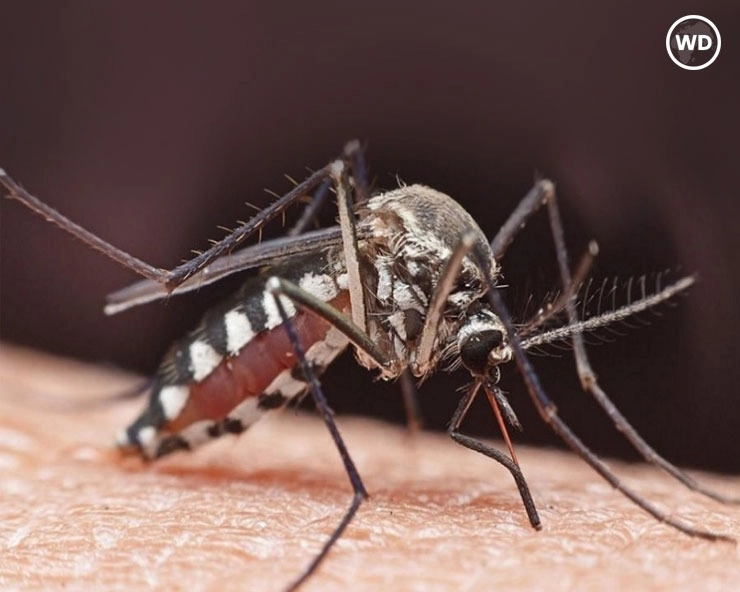 Delhi Dengue : दिल्ली में डेंगू का अलर्ट, टाइप-2 Dengue ने बढ़ाई चिंता