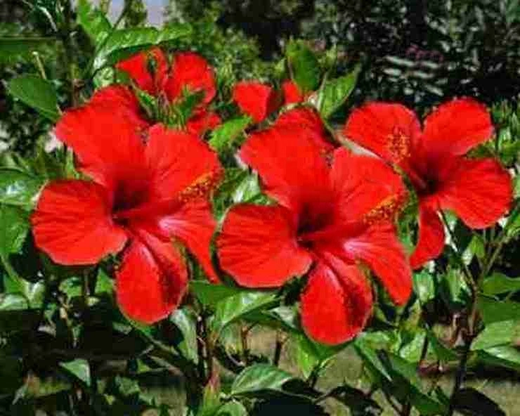नवरात्रि में 9 दिन चढ़ाएं ये फूल, जीवन के लिए होगा बड़ा शुभ - Nine Flowers of the Nine Days for Navratri