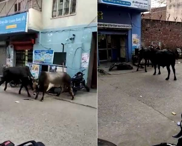बागपत में सांडों का लाइव दंगल, सड़क पर मची भगदड़ - bulls fight in Baghpat, stampede on the road