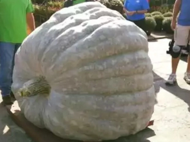 World Record Pumpkin : अमेरिका के किसान का कमाल, उपजाया 10 क्विंटल का कद्दू - world record pumpkin