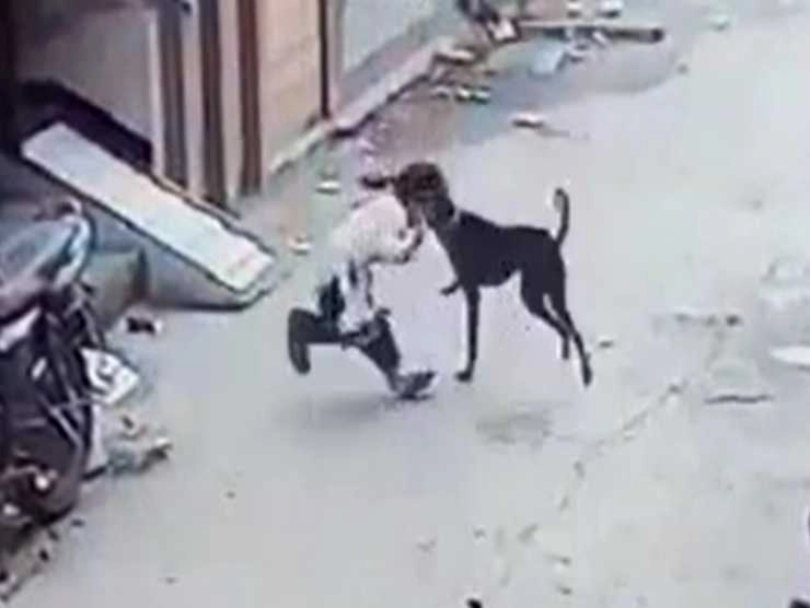 रतलाम में कुत्तों का बढ़ता आतंक, 2 बच्चियों पर किया हमला - Ratlam residents troubled by the increasing number of dogs