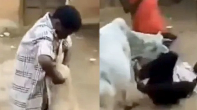 अद्भुत! गाय ने बचाई कुत्ते की जान, वीडियो हो रहा वायरल - cow saved dog's life