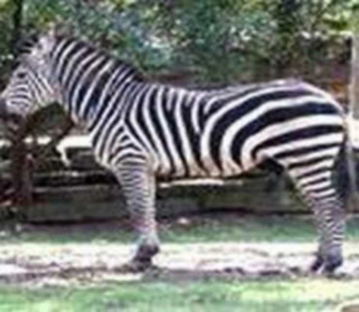 अपनी होशियारी से जेबरा ने बचाई खुद की जान, मौत के मुंह से निकल भागा - Zebra saved his life with his cleverness