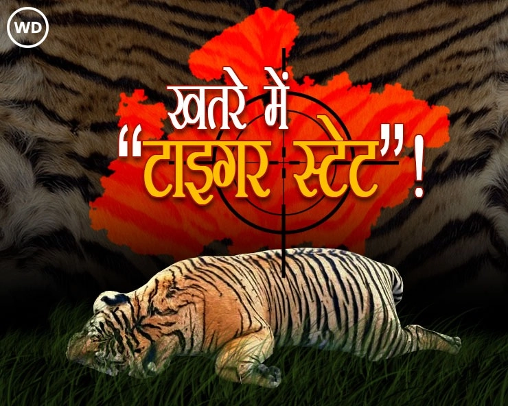 ‘टाइगर स्टेट’ मध्यप्रदेश बाघों की मौत में नंबर-1, सुरक्षा वाले सैटेलाइट और रेडियो कॉलर बने शिकारियों के 'टूलकिट'! - 'Tiger State' Madhya Pradesh is number-1 in the death of tigers, satellite collar and radio collar become toolkit of poachers!