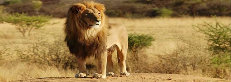 गुजरात हाई कोर्ट का फैसला, गिर में शेर सफारी कम से कम हो, इंसानों व जानवरों का संपर्क घटाएं