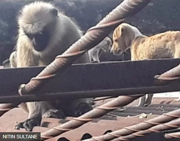 महाराष्ट्र में बंदरों ने बदला लेने के लिए मार डाले 200 पिल्ले - सच क्या है - Truth of revenge of monkey