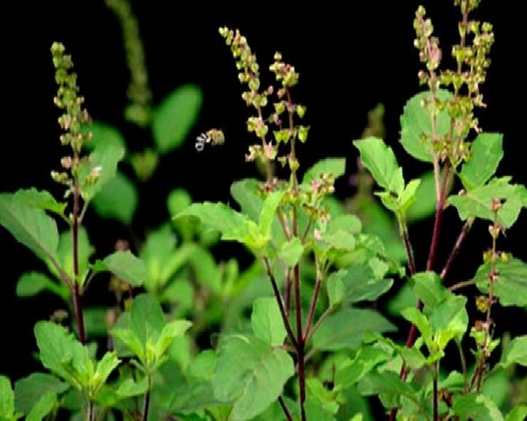 पॉजिटिव एनर्जी के लिए अपने घर की बगिया में जरूर महकाएं ये 5 पौधे, Gardening Tips