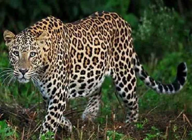 इंदौर के पास पकड़ाया तेंदुआ, मेडिकल जांच के बाद छोड़ा जाएगा जंगल में - Leopard caught in Mhow area
