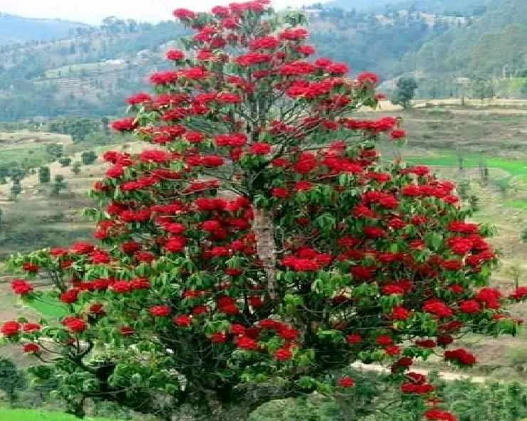 कोरोना का इलाज माने जाने वाले हिमालयी फूल बुरांश के और भी हैं 10 फायदे, जानिए यहां - Buransh Tree Health Benefits