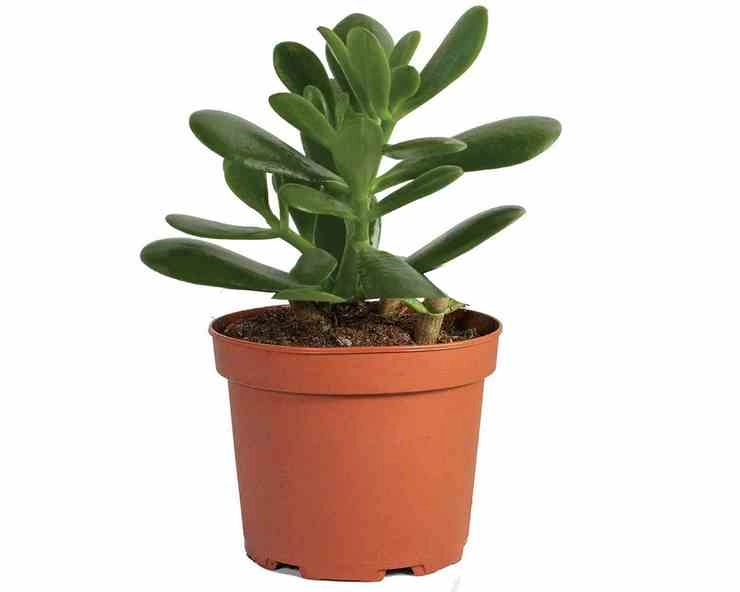 Crassula Plant : घर में रखना चाहिए यह लकी ट्री, चमक जाएगी जिंदगी - Crassula ovata