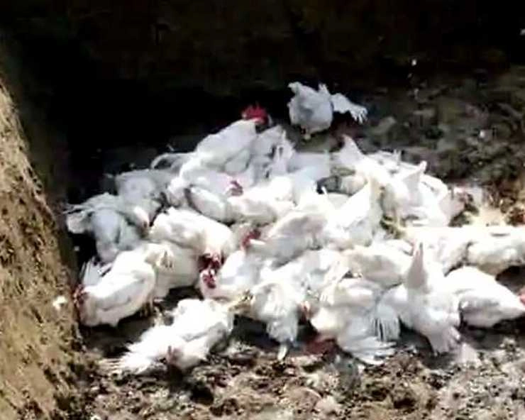 bird flu: महाराष्ट्र में बर्ड फ्लू ने दी दस्तक, 100 मुर्गियों की हुई मौत - Bird flu kills 100 chickens in Maharashtra
