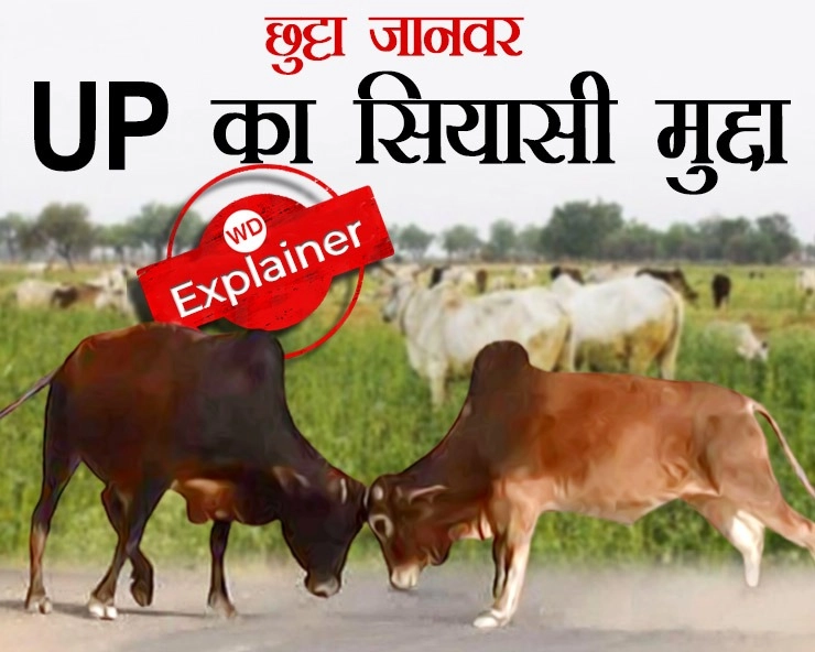 उत्तर प्रदेश में छुट्टा जानवर आखिर क्यों बना चुनावी मुद्दा, योगी सरकार के खिलाफ क्यों फूट रहा किसानों का गुस्सा ? - Why did stray animals become an election issue in Uttar Pradesh?