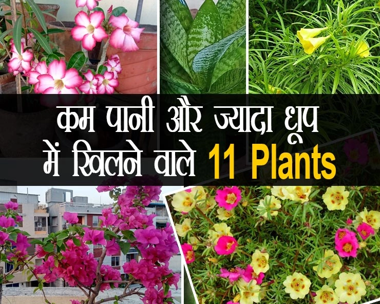 पर्यावरण दिवस: ऐसे Indoor-outdoor plants जिन्हें ज्यादा देखभाल की जरूरत नहीं होती - What are the plants grow in less water