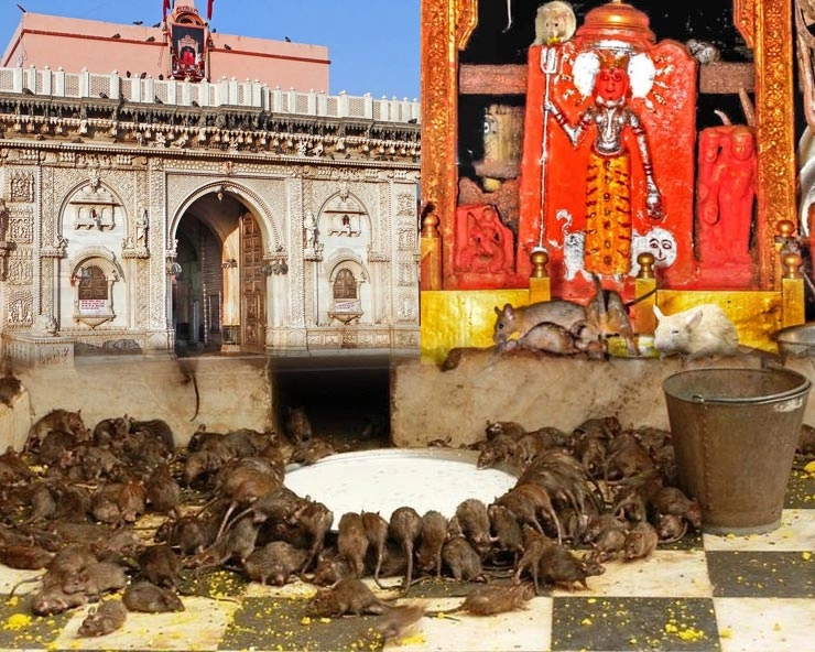 करणी माता मंदिर, जहां होती है 20 हजार चूहों की पूजा, जानिए इसका इतिहास