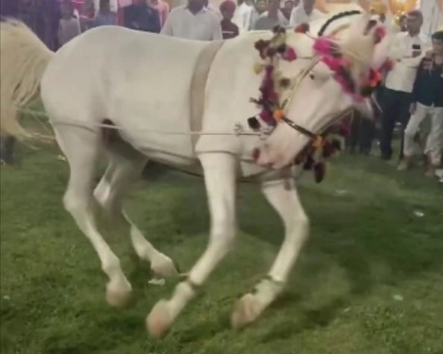 शादी में घोड़े ने जमकर लगाए ठुमके, वीडियो हुआ वायरल... - The horse danced fiercely in the marriage