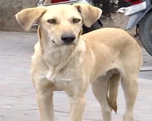 बदायूं में कुत्ते के साथ क्रूरता का वीडियो आया सामने, आरोपी के खिलाफ मामला दर्ज - Video of cruelty with dog surfaced in Badaun