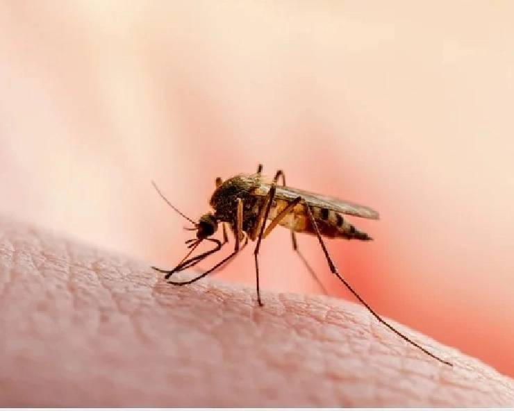 मीठा खून नहीं, आपकी गंध देती है मच्छरों को न्योता - Your smell invites mosquitoes