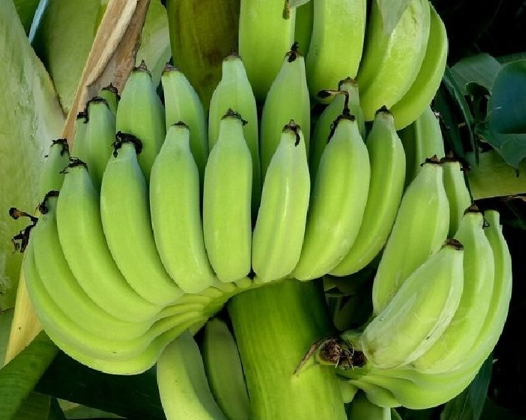 Digestion और Diabetes के लिए कच्चा केला खाएं,  surprising benefits of Raw-Banana - read 5 surprising benefits of raw banana which is healthy for digestion and diabetes