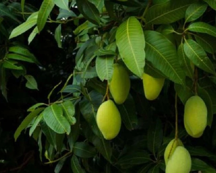 health benefits of mango leaves : आम के पत्तों के फायदे आपको चौंका देंगे