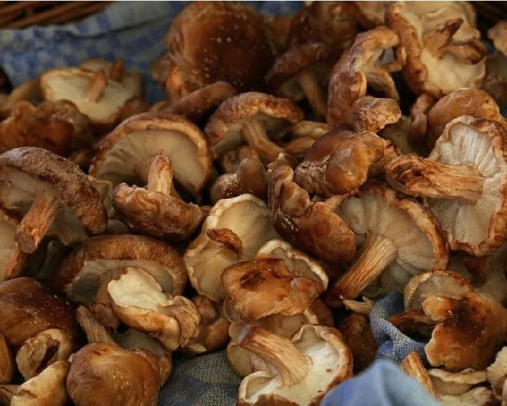 benefits of mushrooms : मशरूम के बारे में ये 5 बातें शर्तिया आप नहीं जानते, सेहत के लिए इसे जरूर पढ़ें - 5 benefits of mushrooms which are very useful for your body