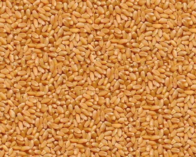 चुनाव से पहले सरकार ने दिया किसानों को तोहफा, गेहूं का न्यूनतम समर्थन मूल्य 150 रुपए बढ़ाया - Government increased the minimum support price of wheat