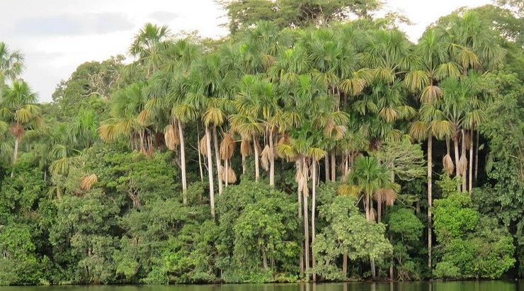 कैंडी और जैम से हो सकती है वर्षा वनों की सुरक्षा - using candy and jam to protect brazils amazon rainforest