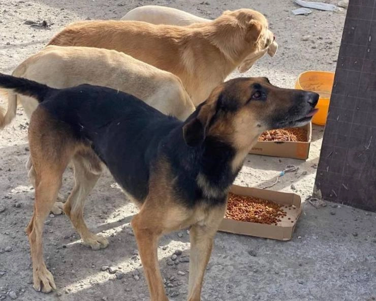 Dog Acid Attack in Mumbai:  कुत्र्याला मांजरीपासून दूर ठेवण्यासाठी अॅसिड  फेकले