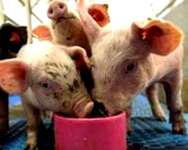 अफ्रीकन स्वाइन फीवर का डर, बरेली में सूअर के मांस की बिक्री पर रोक - Fear of African Swine Fever, ban on sale of pork in Bareilly