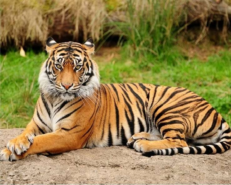 Indore News: बुजुर्ग का शिकार करने वाले बाघ की तलाश तेज, वन विभाग का आदमखोर मानने से इंकार - search for the tiger that hunted the elderly intensified
