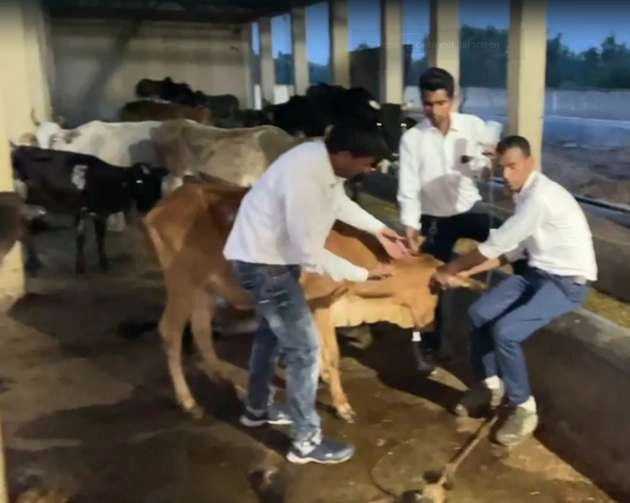 जहरीला चारा खाने से दर्जनों गोवंश मौत की गोद में, वीडीओ को सस्पेंड किया - Dozens of cows died after consuming poisonous fodder