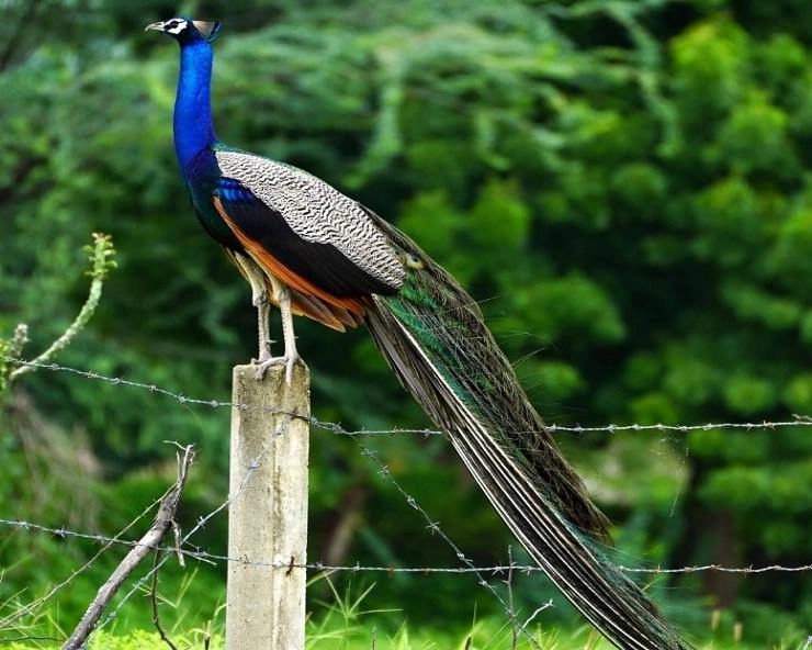 रिसॉर्ट में राष्ट्रीय पक्षी - Daddu ka Darbar