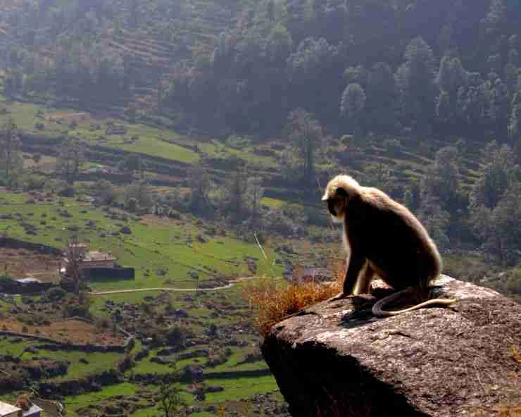 हिमालय के लंगूरों का अद्भुत किस्सा - Langur in Himalaya