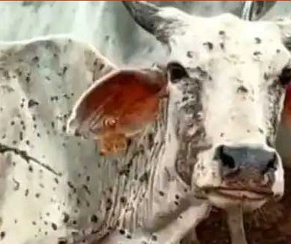 इंदौर में लंपी की दस्तक, 38 पशुओं की मौत - 38 animals dies due to lampi in indore