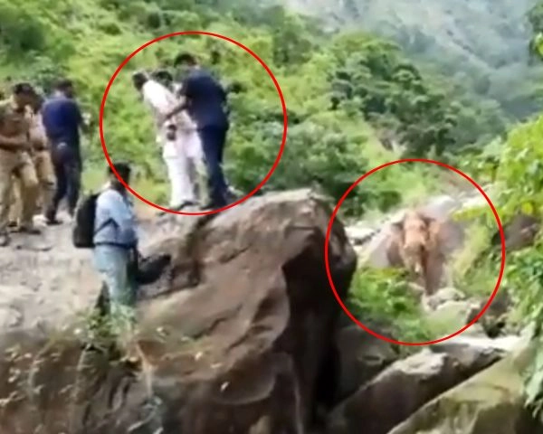 हाथी ने रोका काफिला, पूर्व सीएम त्रिवेंद्र रावत ने चट्टान पर चढ़कर बचाई जान - Elephant stopped the convoy, former CM Trivendra Rawat saved his life by climbing a cliff
