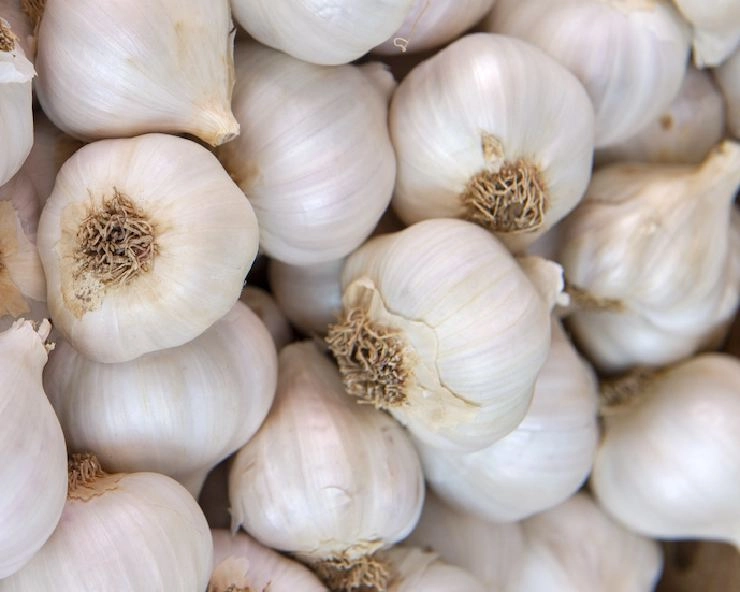 Rajkot APMC garlic price