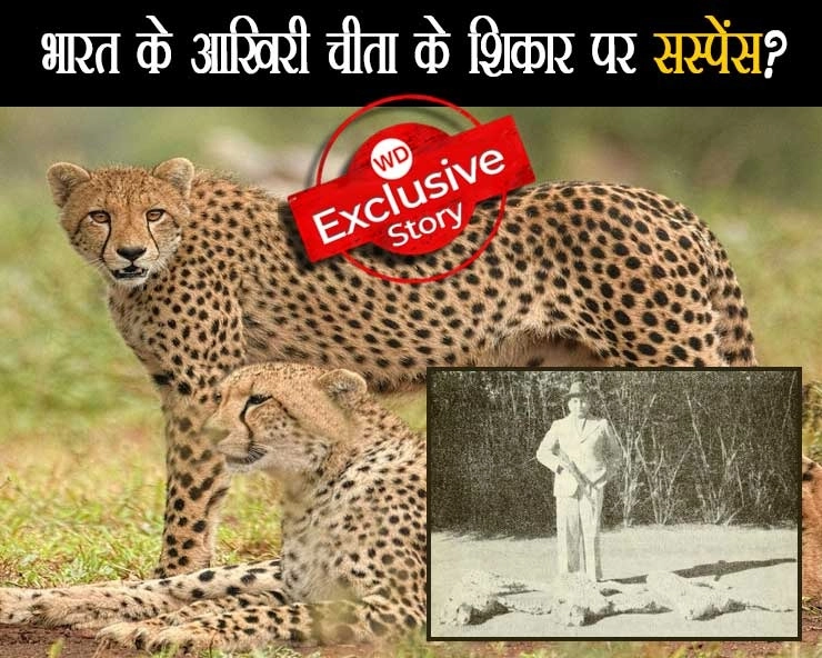 क्या कोरिया रियासत के राजा ने नहीं मारा था देश का आखिरी चीता?, भारत में चीतों के विलुप्त होने की  पूरी कहानी - Who killed the last cheetah in India?