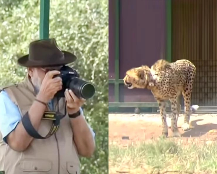 पीएम मोदी ने चीतों के साथ मनाया जन्मदिन, 3 चीतों को बाड़े में छोड़ा, फोटो भी खींची - PM Modi welcomes cheetah in kuno national park
