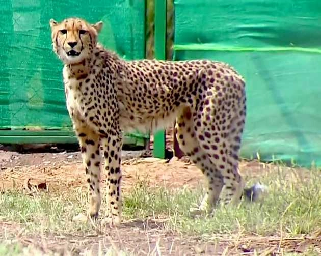 Kuno Cheetah Death : चीतों में फर की मोटी परत और नमी ले रही जान, इंटरनेशनल एक्सपर्ट्स ने सरकार को सौंपी रिपोर्ट - cheetahs developing thick coats in anticipation of african winter  leading to fatal infections in indian conditions experts