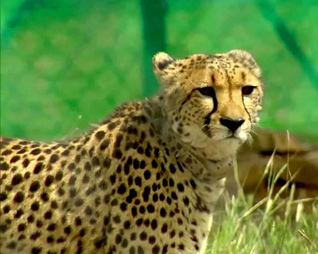 मध्यप्रदेश के कुनो पार्क में चीते के शावक की मौत - Death of Cheetah cub in Kuno National Park