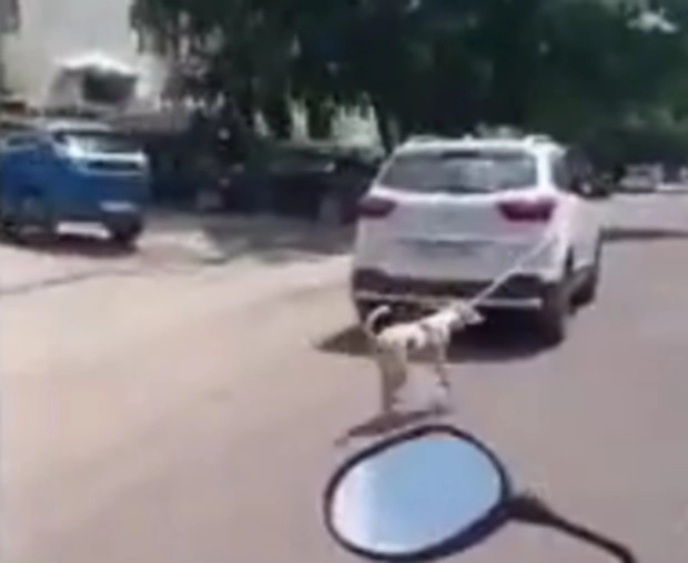 बेजुबान के साथ बर्बरता, डॉक्टर ने कुत्ते को कार से बांधकर घसीटा - dog dragged cruelty by car video viral in jodhpur