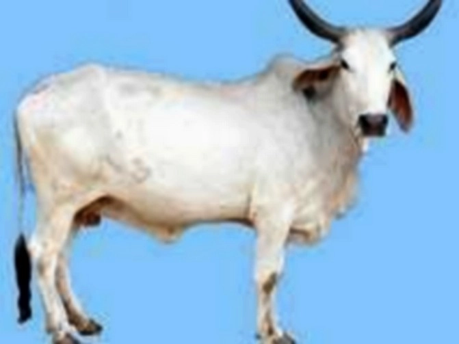विधानसभा परिसर में गाय लेकर पहुंचे BJP विधायक, जानिए क्‍या है मामला... - BJP MLA arrived with a cow in the assembly premises, know what is the matter