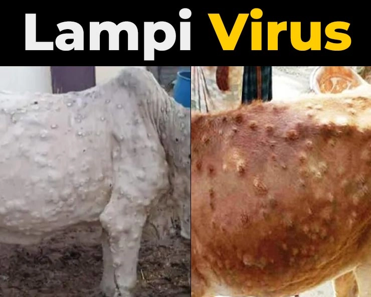 लंपी वायरस पशुओं से मनुष्यों में नहीं फैलता, बोले अखिलेश्वरानंद गिरि, दूध के उपयोग से नुकसान नहीं - Lumpy virus does not spread from animals to humans
