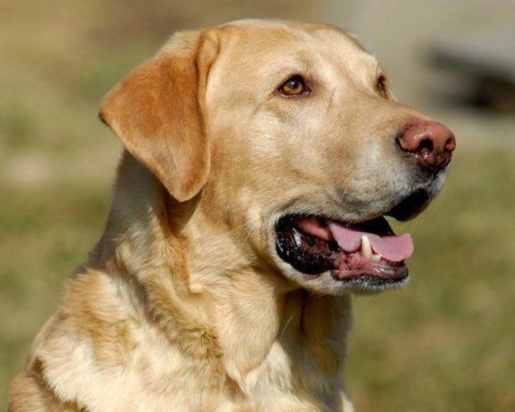 Dog Murder: लेब्रा डॉग की पीट-पीटकर हत्या, मालिक ने पड़ोसी पर दर्ज कराया मुकदमा