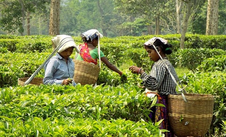 चाय बागानों के रिकॉर्ड से खुलते जलवायु परिवर्तन के राज - Records of tea gardens reveal the secrets of climate change