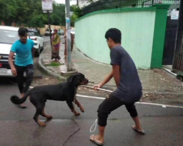 कानपुर में कुत्ते का छात्र पर हमला, नगर निगम ने जब्त किया कुत्ता - Foreign breed dog attacked student