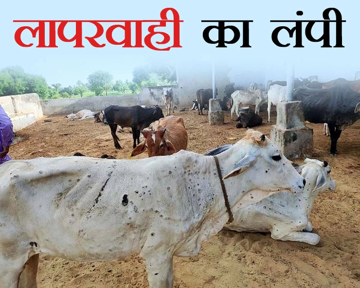 मध्यप्रदेश में लंपी ने ली 336 पशुओं की जान, क्या पशुपालन विभाग की लापरवाही है बड़ी वजह? - Lumpy virus in Madhya Pradesh