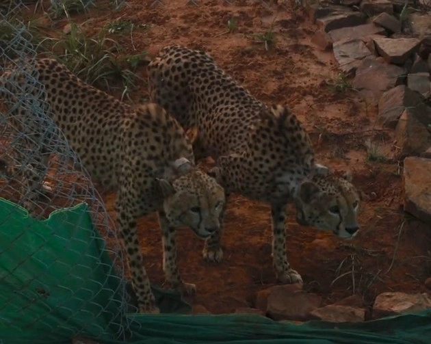 Kuno National Park : अफ्रीका से लाए गए कूनो के 2 चीतों ने किया पहला शिकार - 2 cheetahs brought from Africa did the first prey