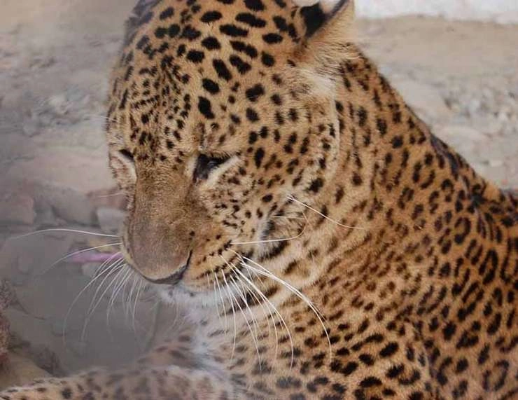 इंदौर में TCS, इंफोसिस के पास दिखा तेंदुआ, लोगों में दहशत - leopard in indore near TCS and infosys