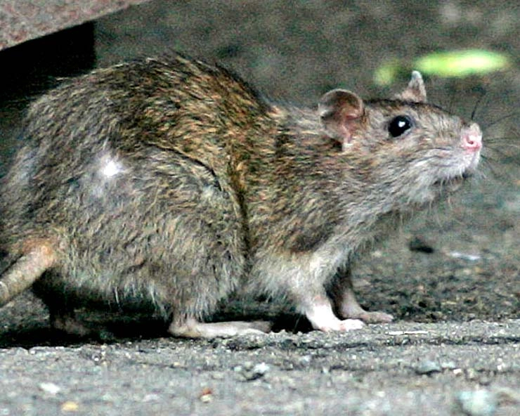 चूहे को डुबोकर मारा तो दर्ज हुई FIR, जानिए अब क्या होगा आरोपी का? - FIR against man for killing rat