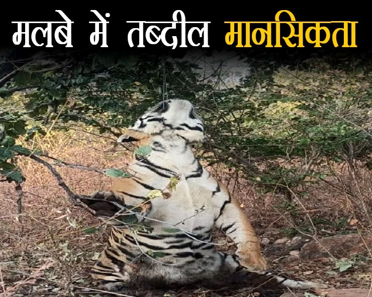 tiger killing